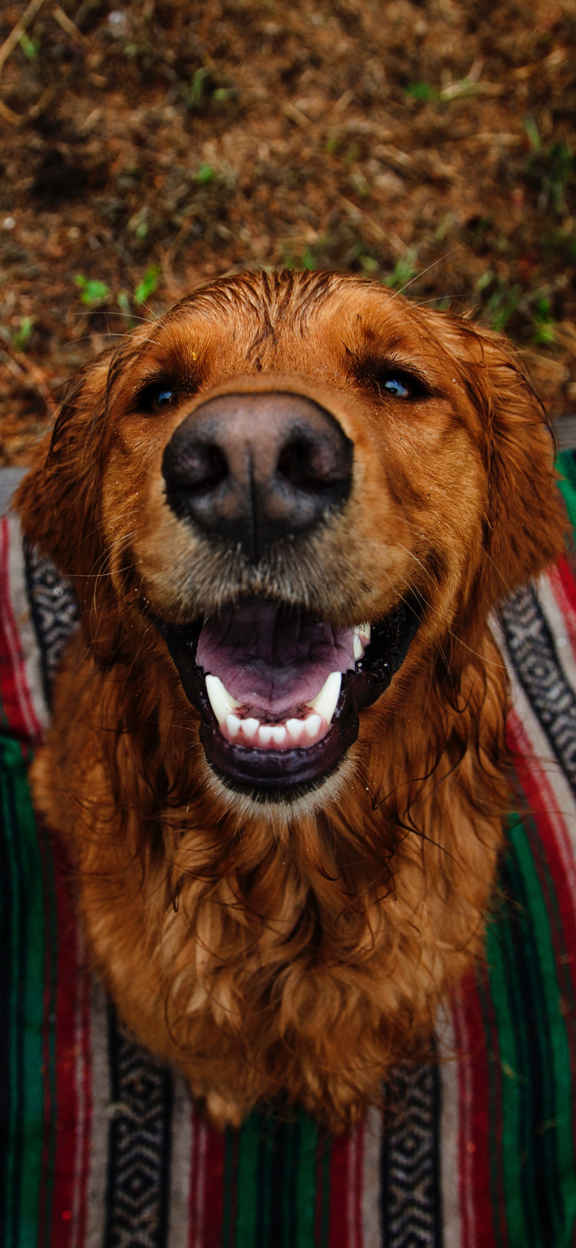 [2436×1125]金毛 狗 犬 汪星人 萌 尖牙 宠物 苹果手机壁纸图片