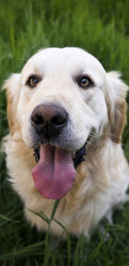 [2436x1125]金毛 狗 萌宠 犬 动物 苹果手机壁纸图片