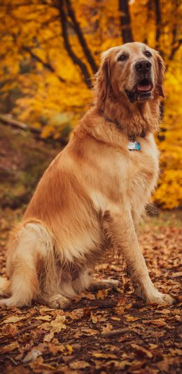 [2436x1125]金毛 秋季 落叶 宠物 苹果手机壁纸图片