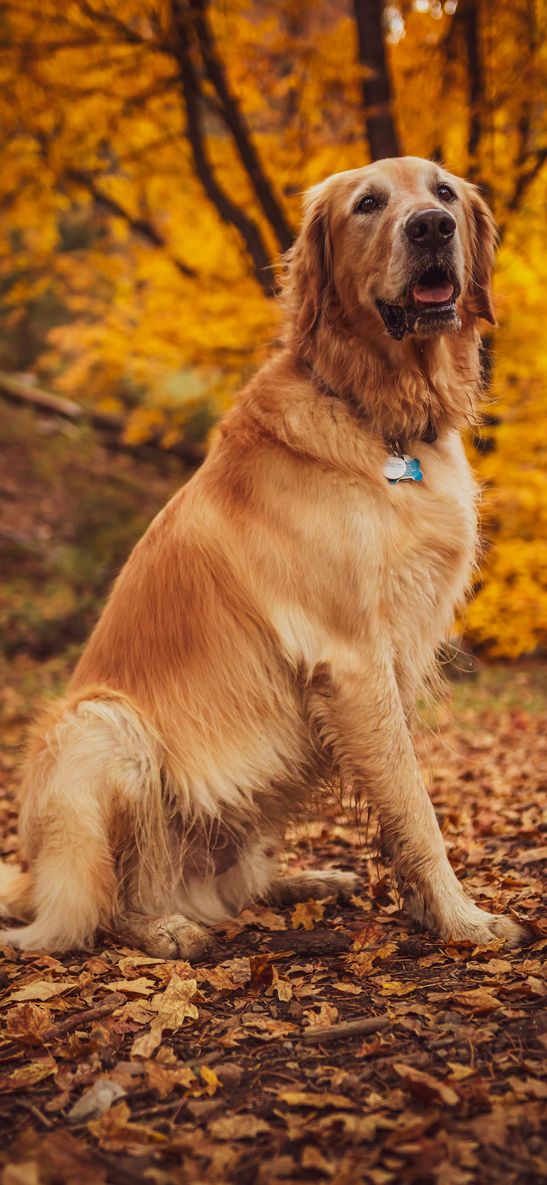 [2436×1125]金毛 秋季 落叶 宠物 苹果手机壁纸图片