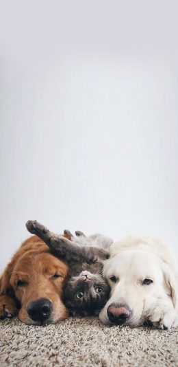 [2436x1125]金毛犬 犬类 猫咪 玩耍 地毯 苹果手机壁纸图片