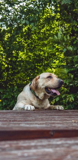 [2436x1125]金毛犬 狗 汪星人 吐舌 宠物 苹果手机壁纸图片