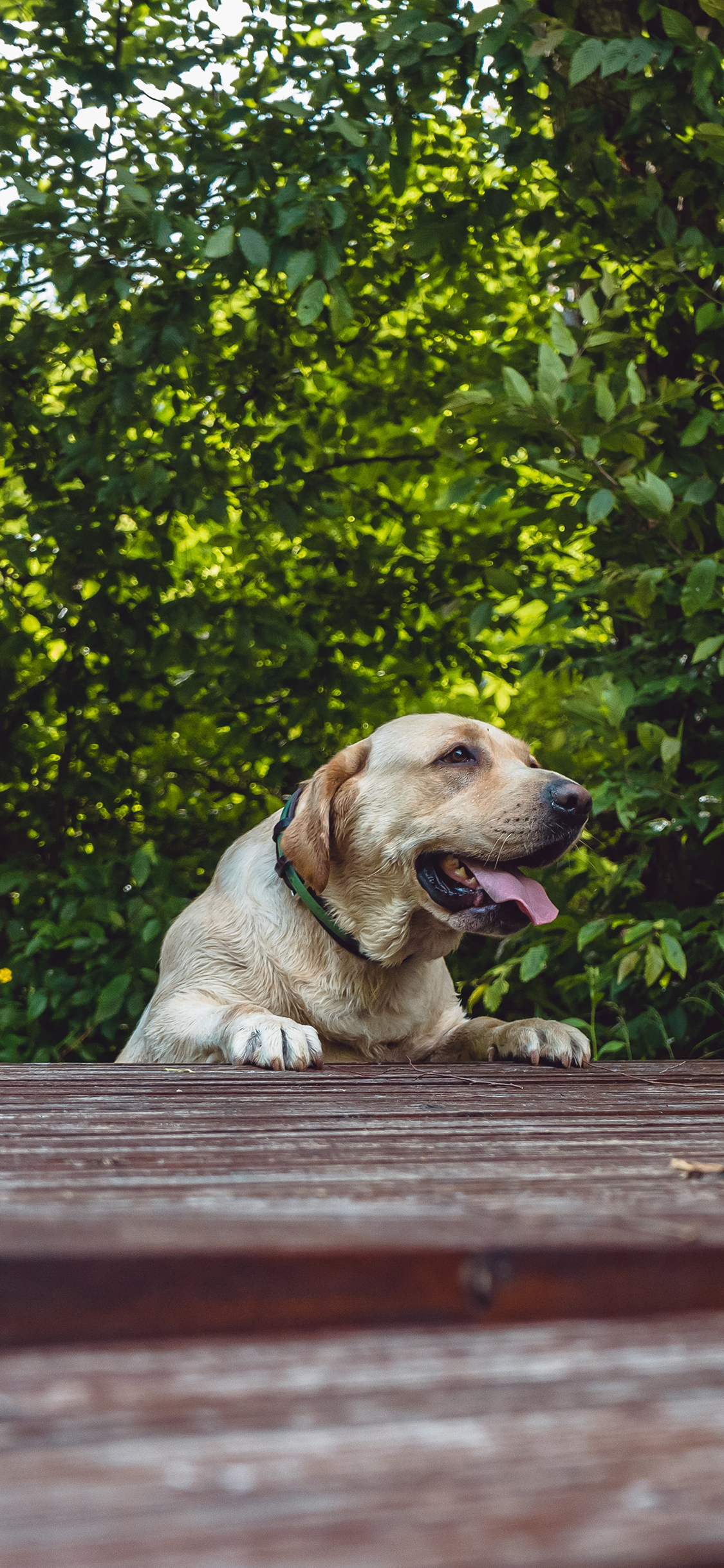 [2436×1125]金毛犬 狗 汪星人 吐舌 宠物 苹果手机壁纸图片