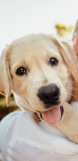 [2436x1125]金毛犬 狗 汪星人 宠物 可爱 苹果手机壁纸图片