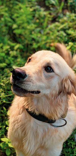 [2436x1125]金毛犬 狗 汪星人 宠物 草坪 苹果手机壁纸图片