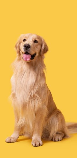 [2436x1125]金毛犬 狗 汪星人 宠物 黄色 苹果手机壁纸图片