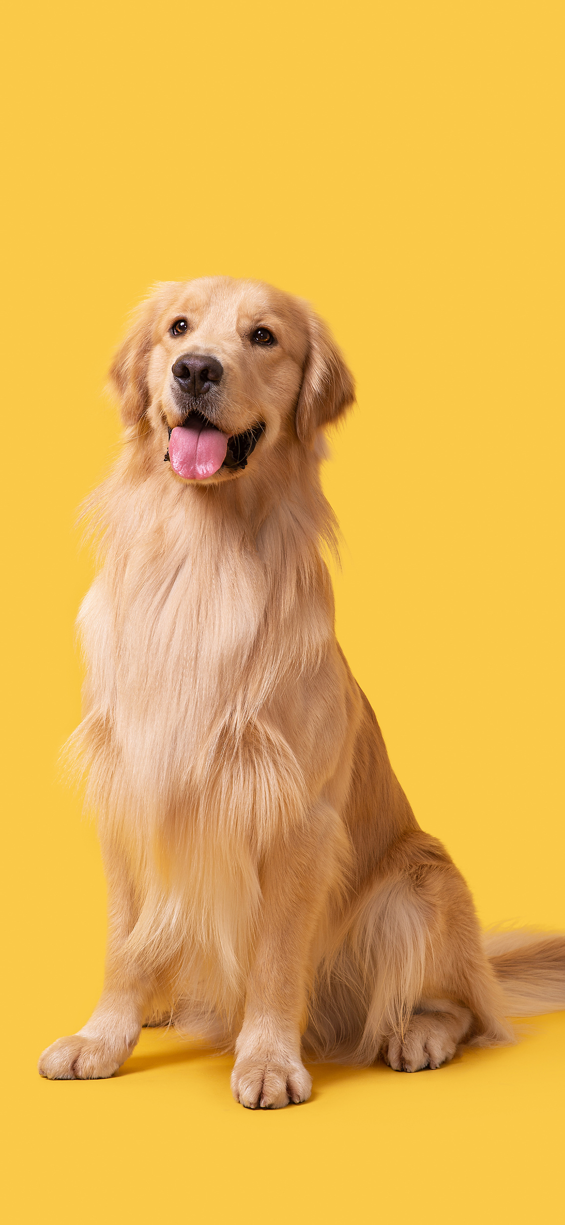 [2436×1125]金毛犬 狗 汪星人 宠物 黄色 苹果手机壁纸图片