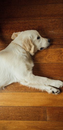 [2436x1125]金毛犬 狗 汪星人 慵懒 可爱 苹果手机壁纸图片