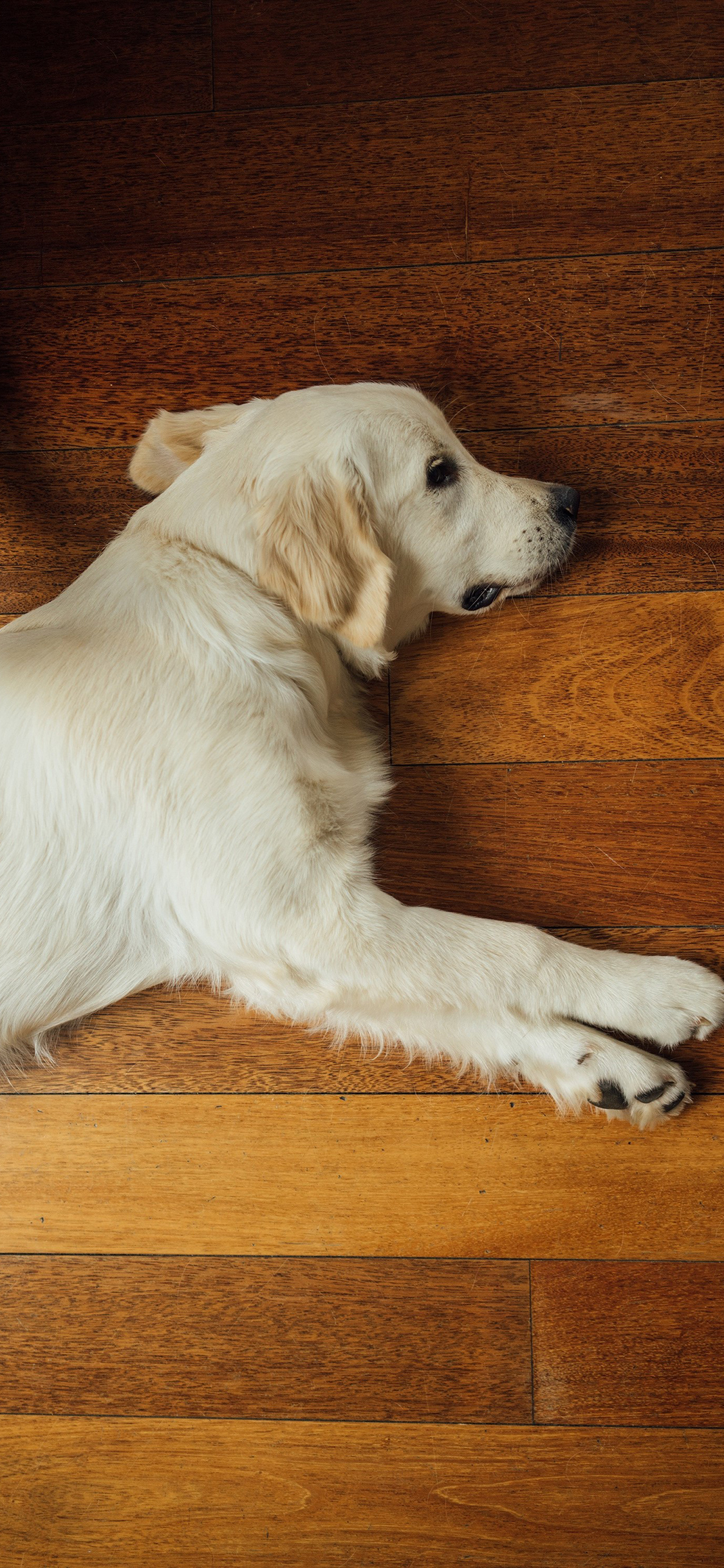 [2436×1125]金毛犬 狗 汪星人 慵懒 可爱 苹果手机壁纸图片
