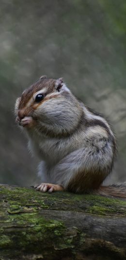 [2436x1125]金花鼠 松树 可爱 萌 觅食 苹果手机壁纸图片
