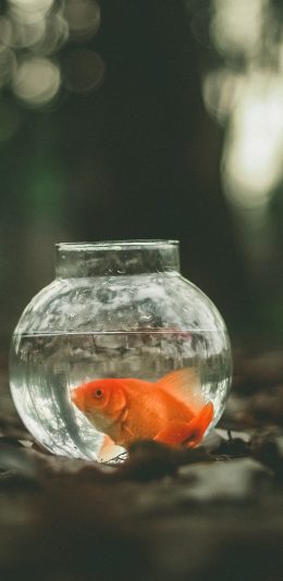 [2436x1125]金鱼 宠物 玻璃瓶 水 生物 苹果手机壁纸图片