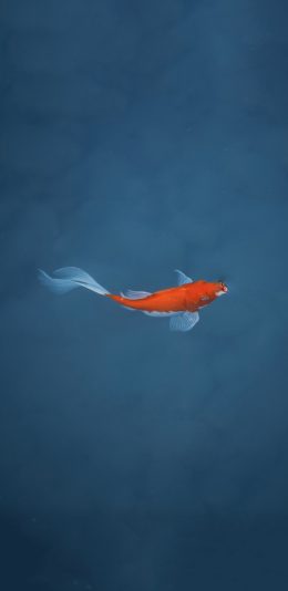 [2436x1125]金鱼 水 蓝色 游动 苹果手机壁纸图片