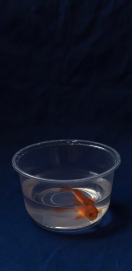 [2436x1125]金鱼 水族 塑料碗 深蓝 苹果手机壁纸图片