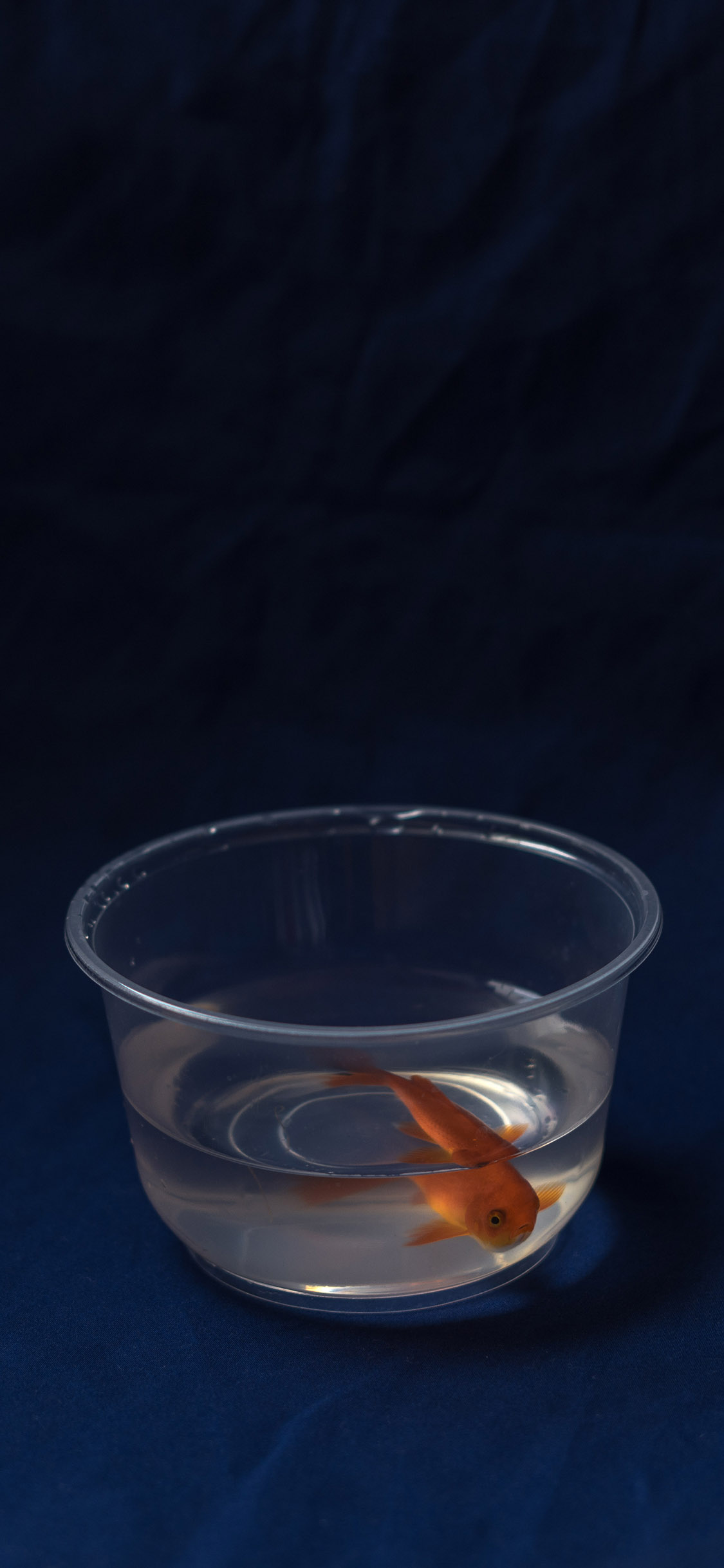 [2436×1125]金鱼 水族 塑料碗 深蓝 苹果手机壁纸图片