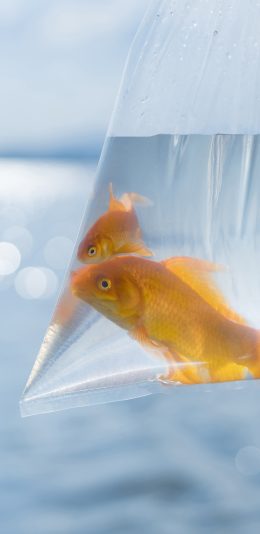 [2436x1125]金鱼 水族 塑料袋 蓝色 苹果手机壁纸图片