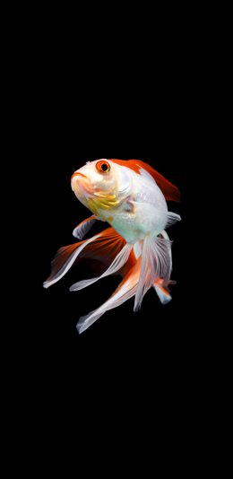 [2436x1125]金鱼 水族 观赏鱼 尾巴 游动 苹果手机壁纸图片