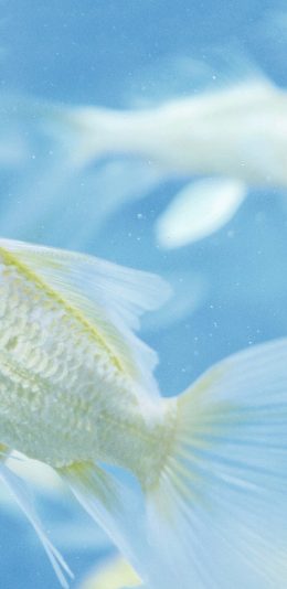 [2436x1125]金鱼 浴缸 尾巴 水族 蓝色 苹果手机壁纸图片