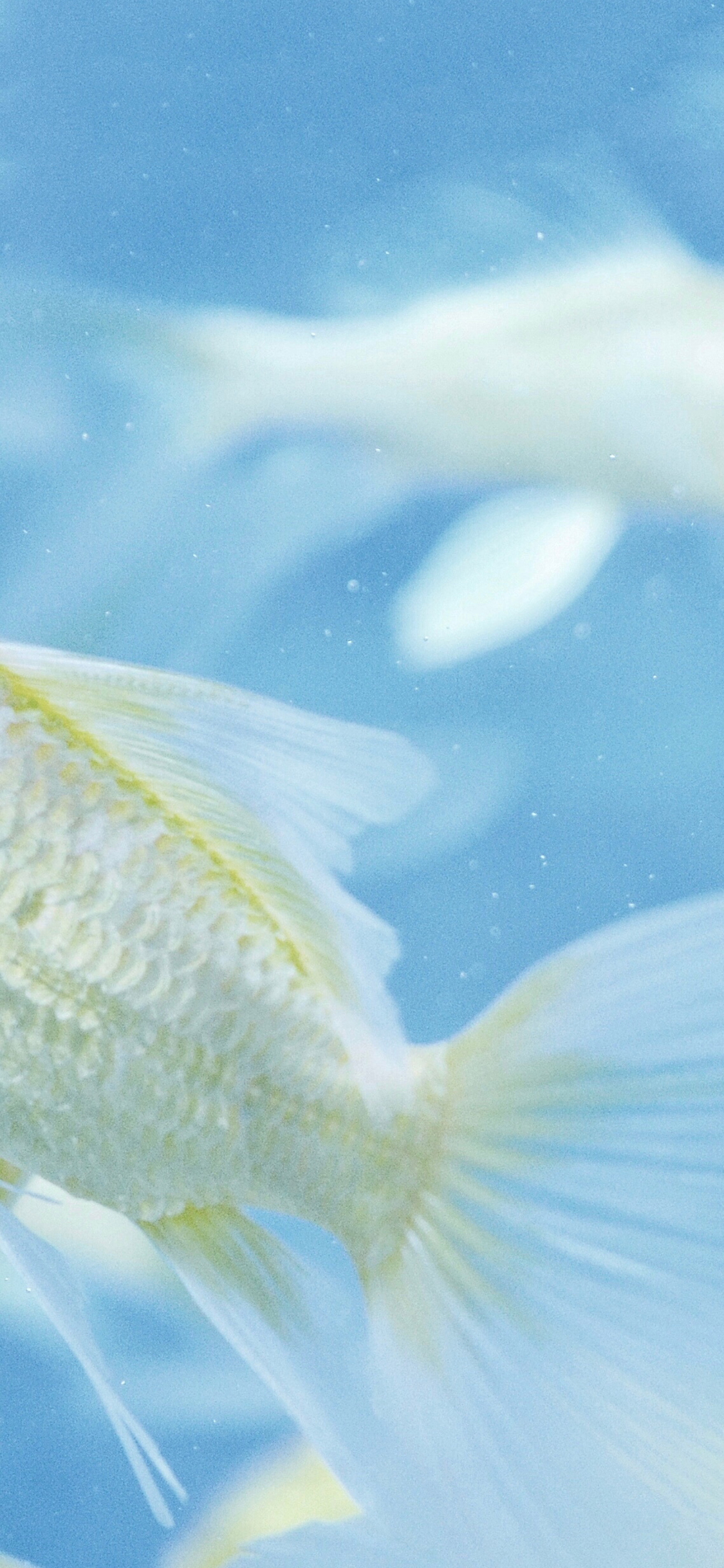 [2436×1125]金鱼 浴缸 尾巴 水族 蓝色 苹果手机壁纸图片