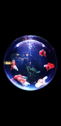 [2436x1125]金鱼 浴缸 气泡 水族 游动 苹果手机壁纸图片
