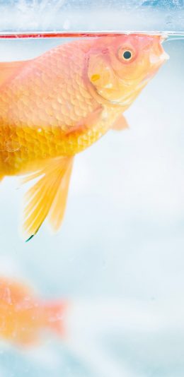 [2436x1125]金鱼 游动 水 玻璃 苹果手机壁纸图片