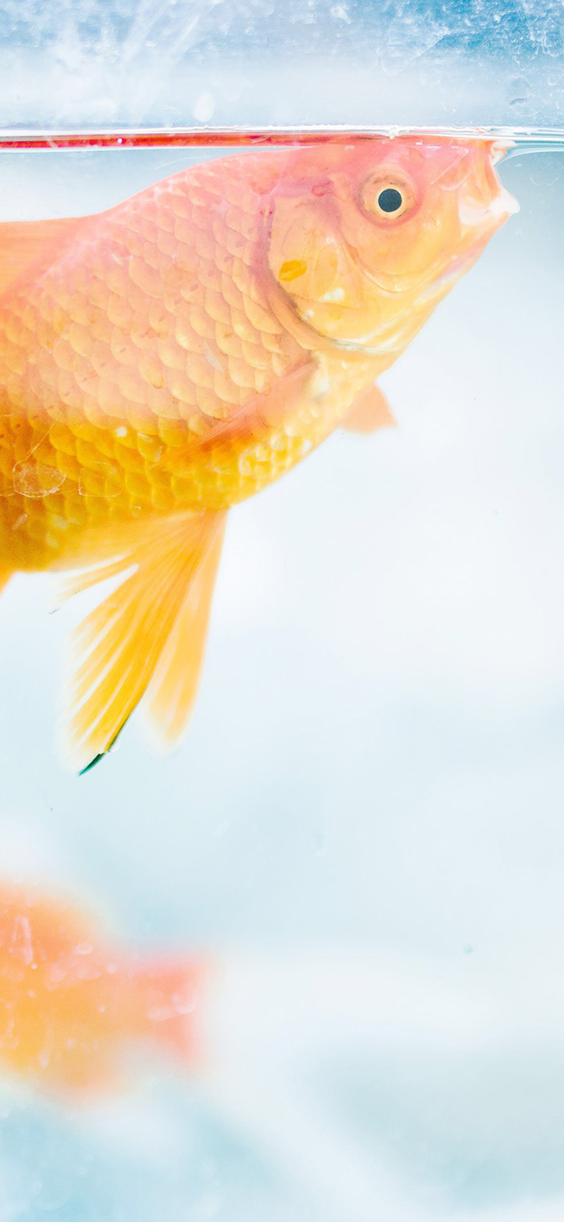 [2436×1125]金鱼 游动 水 玻璃 苹果手机壁纸图片
