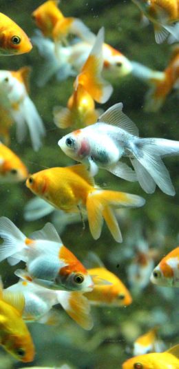 [2436x1125]金鱼 游动 鱼缸 水族 苹果手机壁纸图片