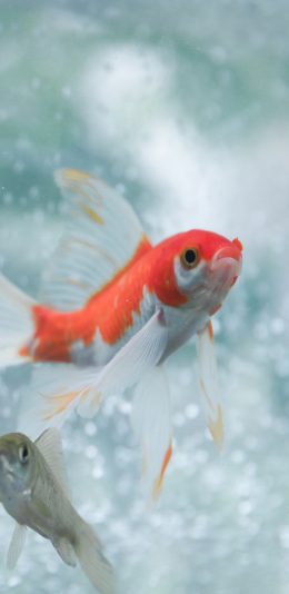 [2436x1125]金鱼 游水 尾巴 水族 苹果手机壁纸图片