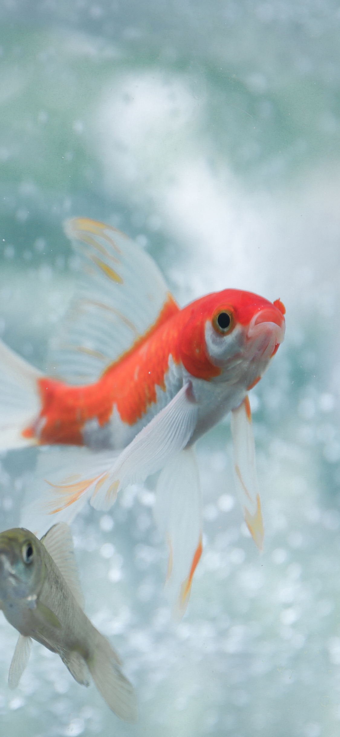 [2436×1125]金鱼 游水 尾巴 水族 苹果手机壁纸图片
