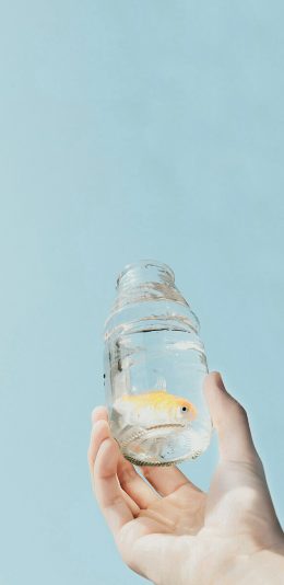 [2436x1125]金鱼 玻璃瓶 水族 蓝色 苹果手机壁纸图片