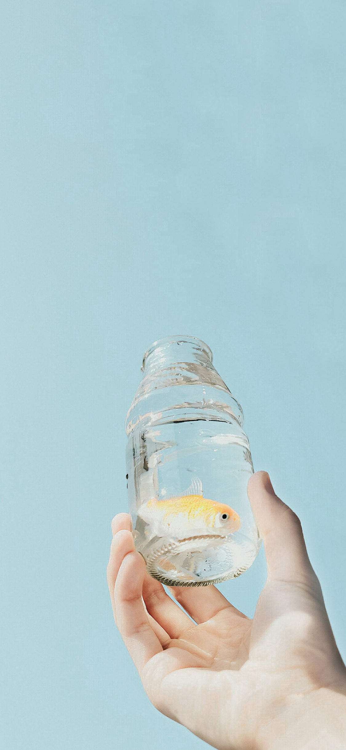 [2436×1125]金鱼 玻璃瓶 水族 蓝色 苹果手机壁纸图片