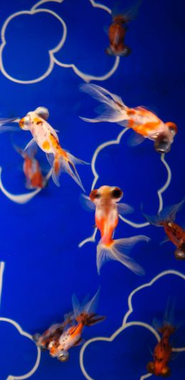 [2436x1125]金鱼 突眼 观赏鱼 鱼池 苹果手机壁纸图片