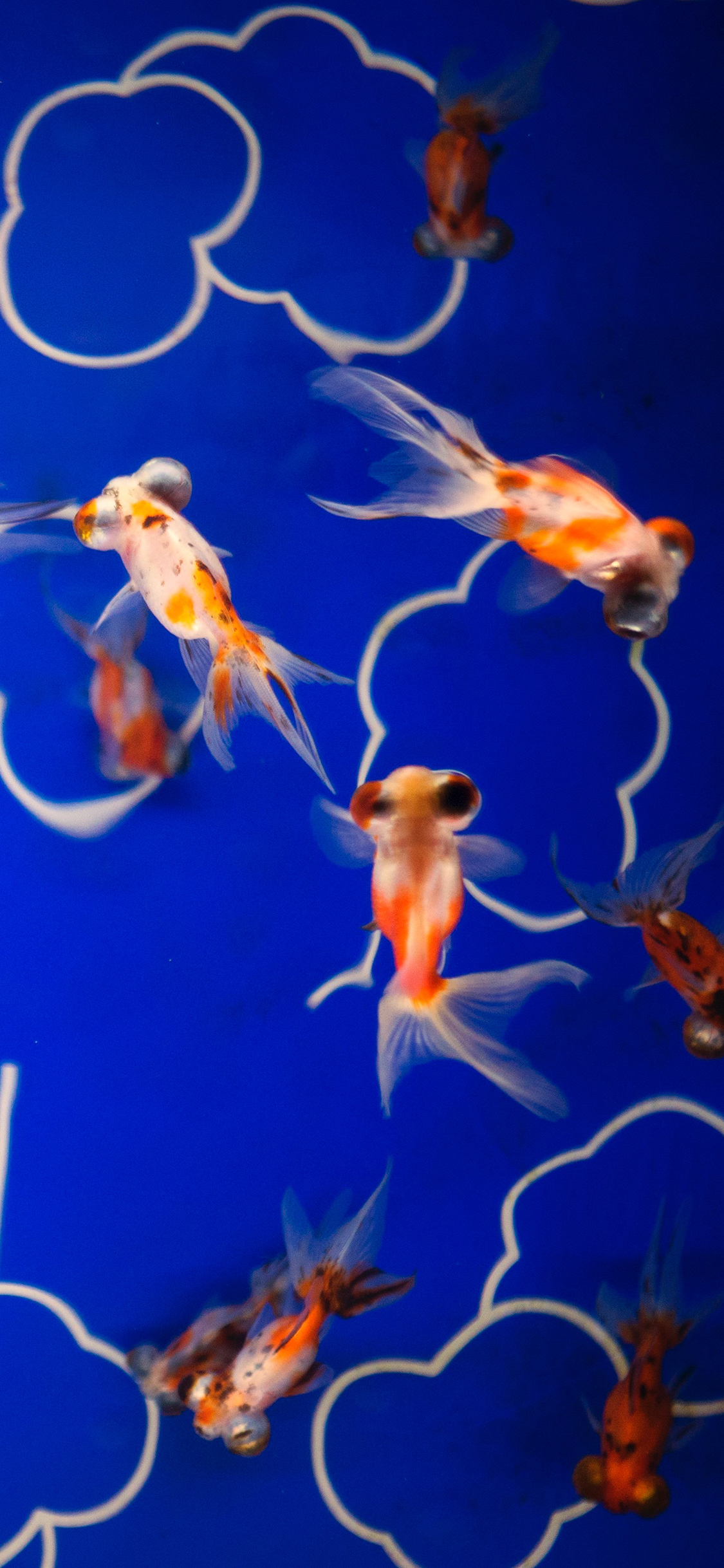 [2436×1125]金鱼 突眼 观赏鱼 鱼池 苹果手机壁纸图片