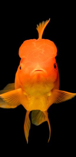 [2436x1125]金鱼 观赏鱼 鱼类 苹果手机壁纸图片