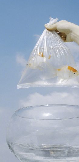 [2436x1125]金鱼 鱼缸 水族 玻璃 苹果手机壁纸图片