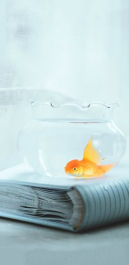 [2436x1125]金鱼 鱼缸 玻璃 小清新 文艺 苹果手机壁纸图片