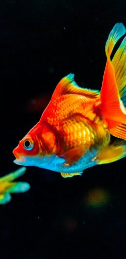[2436x1125]金鱼 鱼群 尾巴 游动 水族 苹果手机壁纸图片