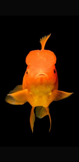 [2436x1125]金鱼 鹅头红 特写 观赏鱼 苹果手机壁纸图片