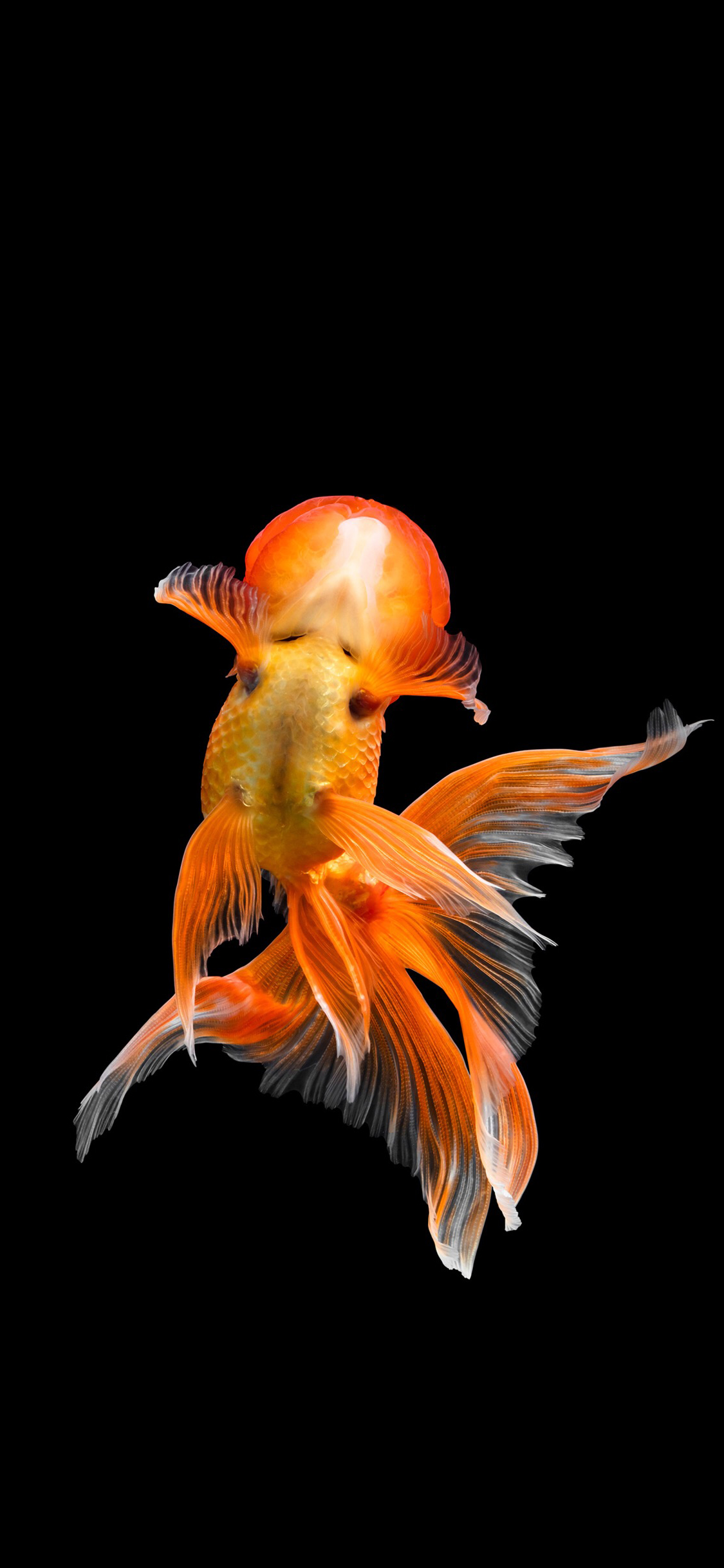[2436×1125]金鱼 黑暗 尾巴 游动 美丽 苹果手机壁纸图片