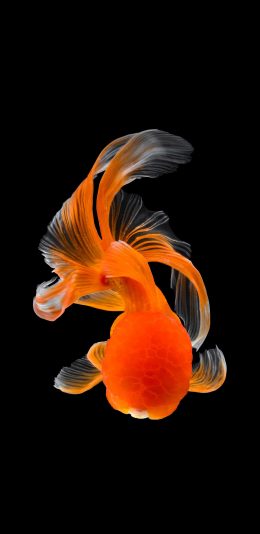 [2436x1125]金鱼 黑暗 尾巴 美丽 游动 苹果手机壁纸图片