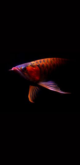 [2436x1125]金龙鱼 黑色 游动 鳞片 苹果手机壁纸图片