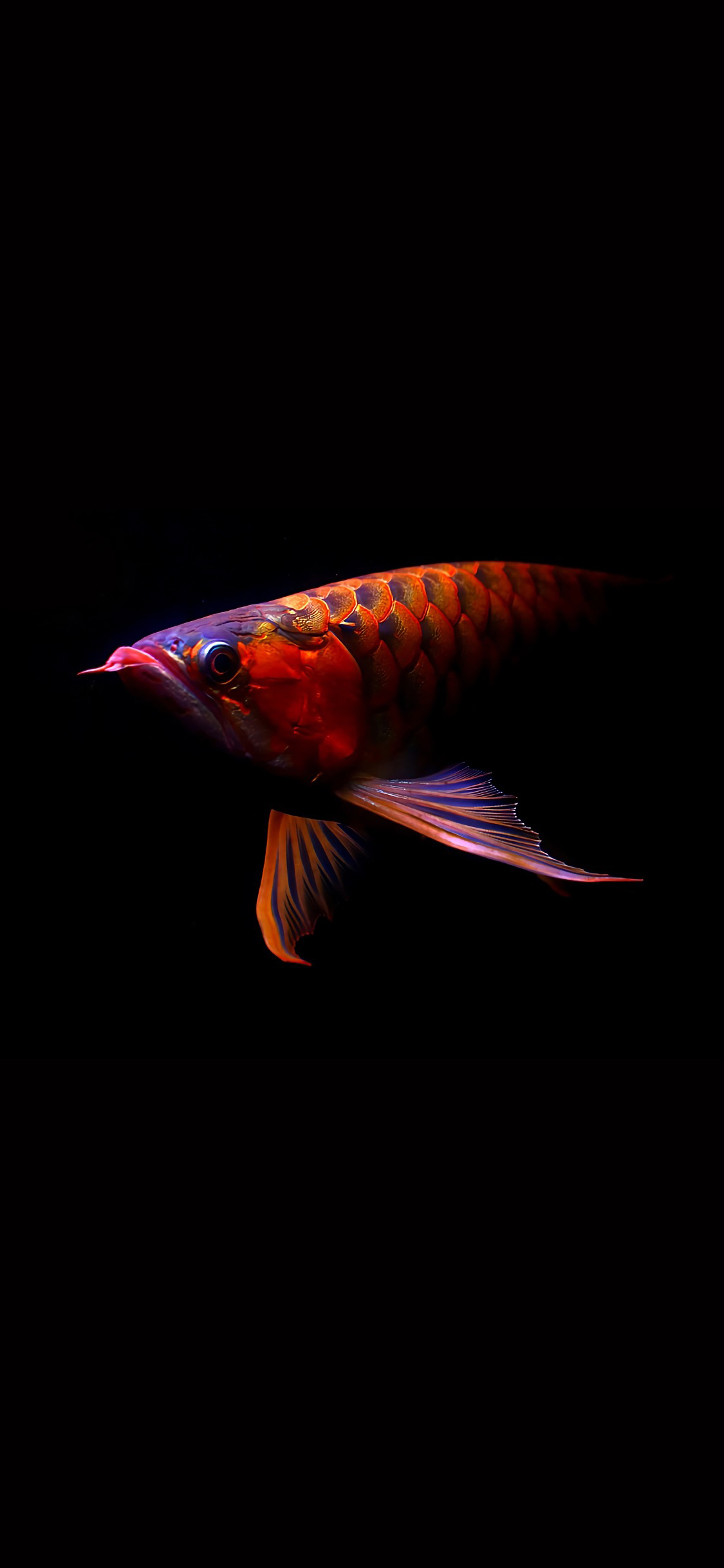 [2436×1125]金龙鱼 黑色 游动 鳞片 苹果手机壁纸图片