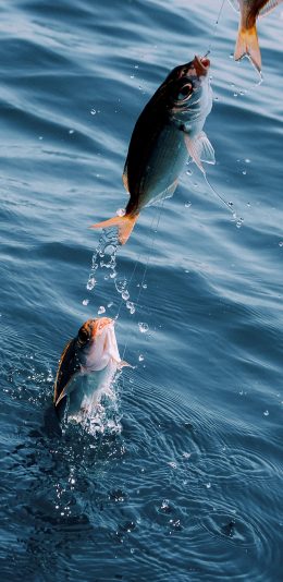 [2436x1125]钓鱼 水面 水花 苹果手机壁纸图片