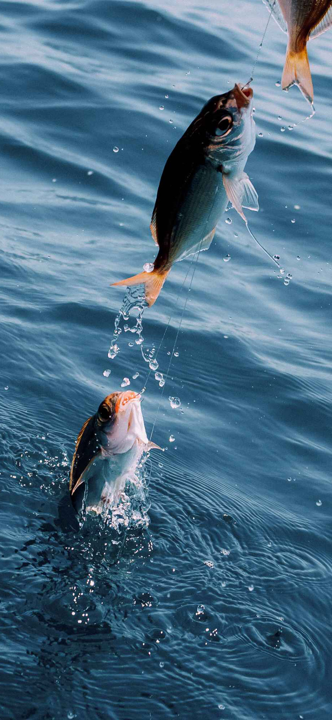 [2436×1125]钓鱼 鱼钩 大海 海洋 苹果手机壁纸图片