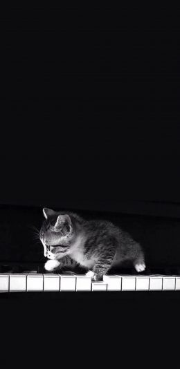 [2436x1125]钢琴 精灵般的喵星人 苹果手机壁纸图片