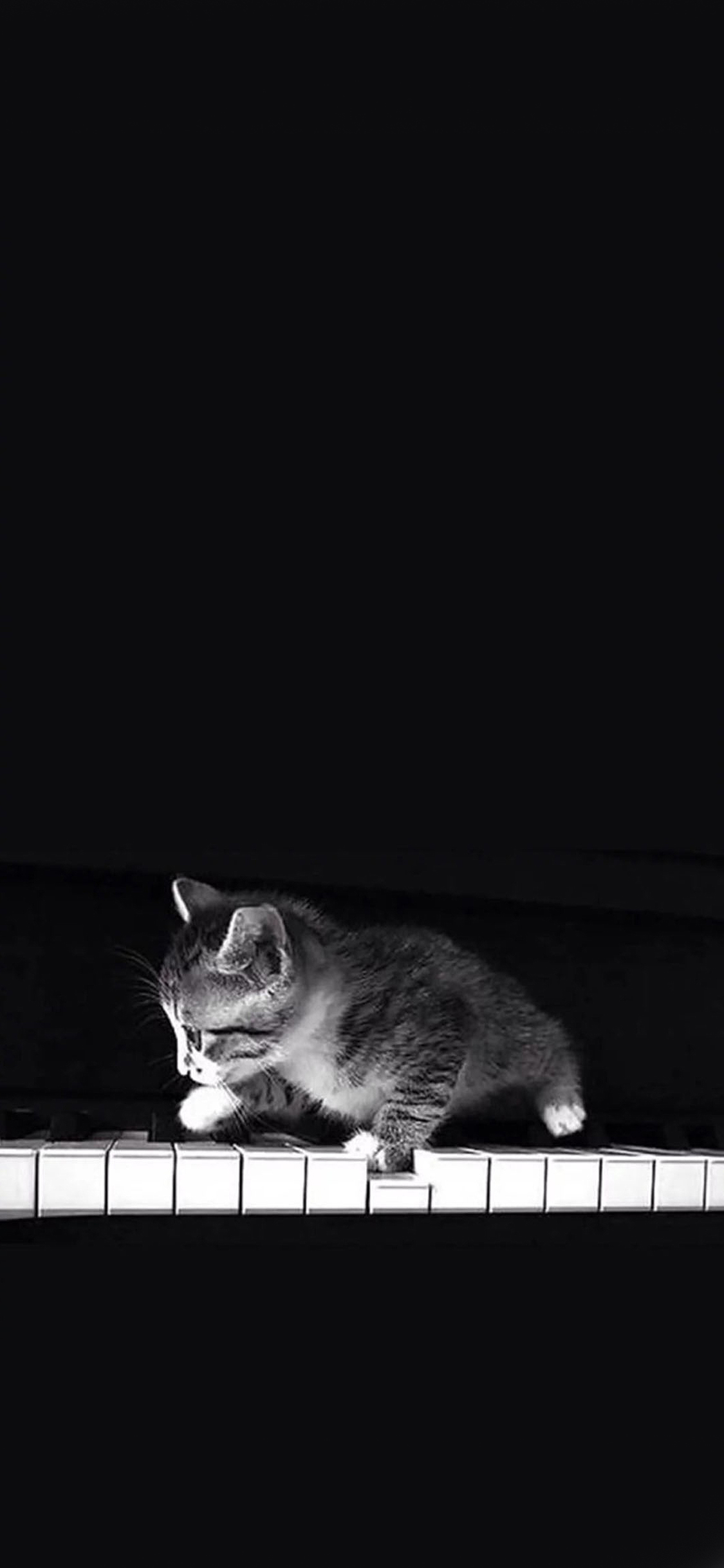 [2436×1125]钢琴 精灵般的喵星人 苹果手机壁纸图片