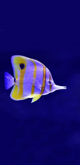 [2436x1125]钻嘴鱼 热带鱼 海底 一线天使 观赏鱼 苹果手机壁纸图片