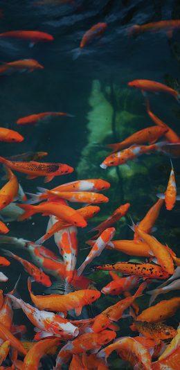 [2436x1125]锦鲤 密集 湖水 好运 苹果手机壁纸图片