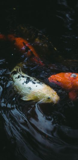 [2436x1125]锦鲤 水池 鲤鱼 游动 苹果手机壁纸图片