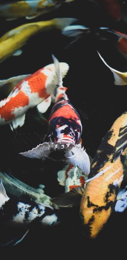 [2436x1125]锦鲤 水面 鱼类 艳丽 苹果手机壁纸图片