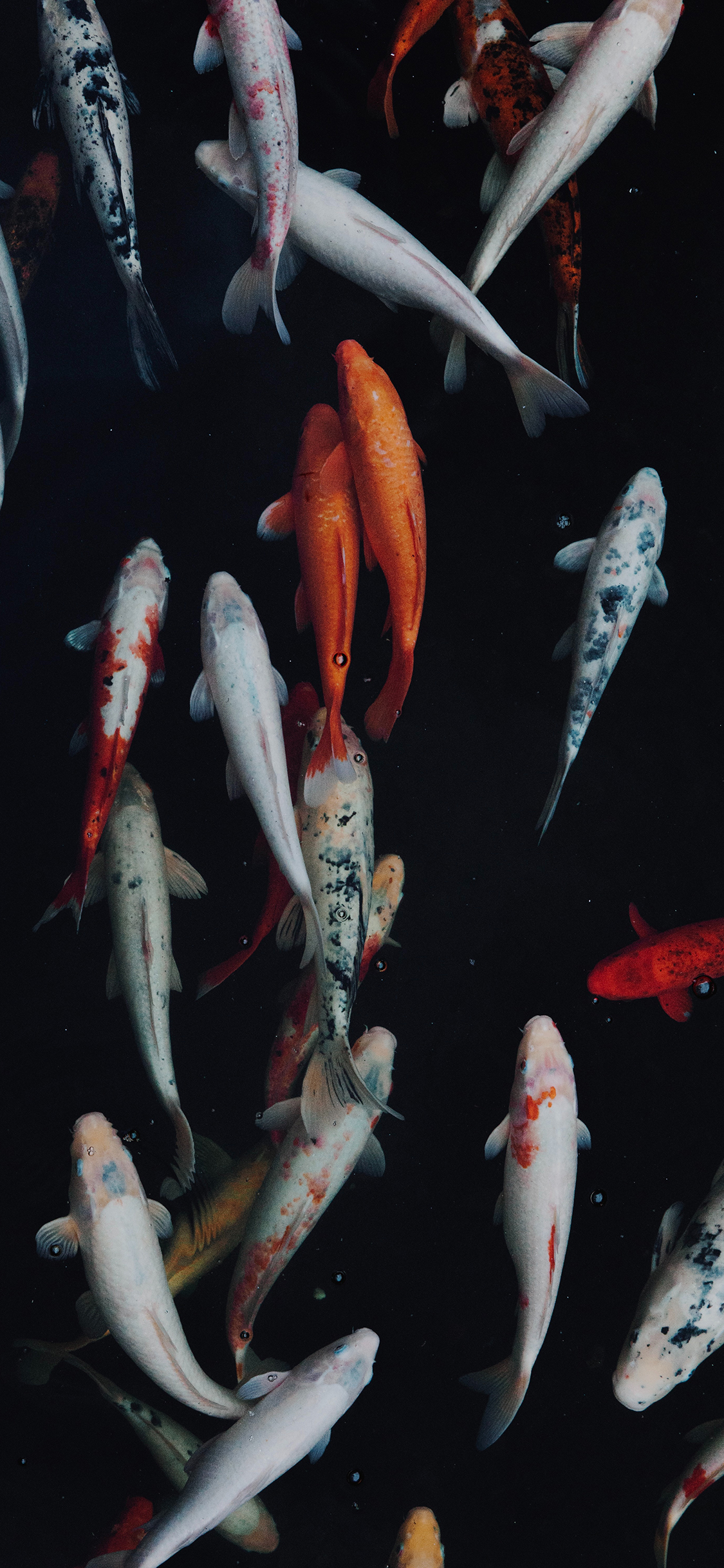 [2436×1125]锦鲤 观赏鱼 鱼池 鲤鱼 苹果手机壁纸图片